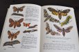 画像5: チェコ・古い昆虫図鑑 1973年
