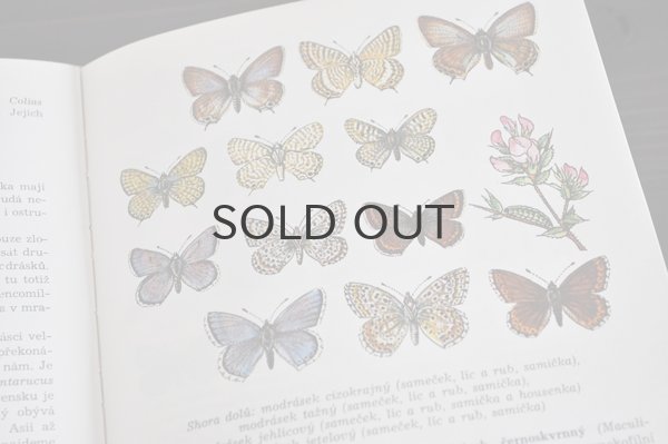 画像4: チェコ・古い昆虫図鑑 1973年