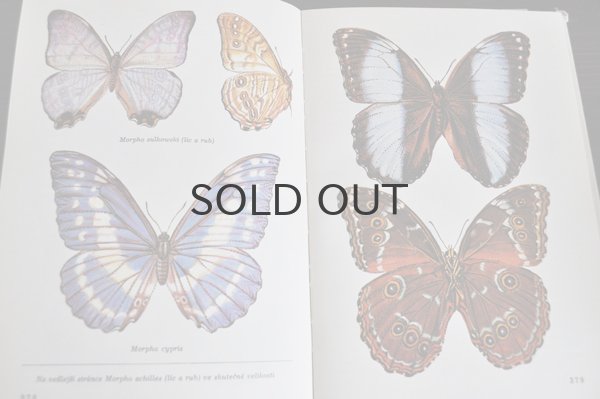 画像3: チェコ・古い昆虫図鑑 1973年