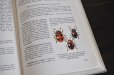 画像6: チェコ・古い昆虫図鑑 1973年