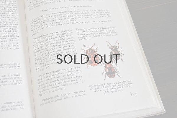 画像6: チェコ・古い昆虫図鑑 1973年