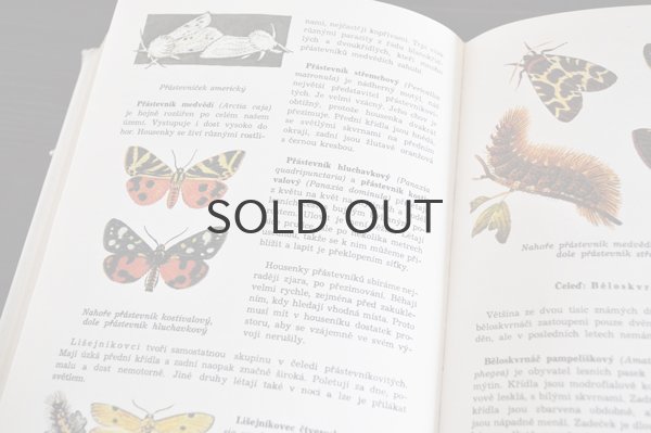 画像8: チェコ・古い昆虫図鑑 1973年