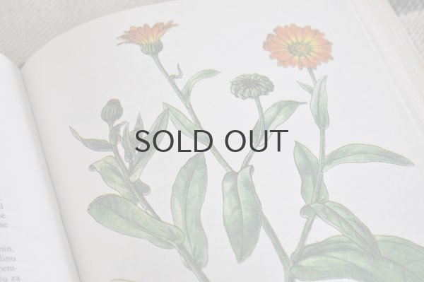 画像5: チェコ・Naše rostliny vlékařství 薬草花 1981