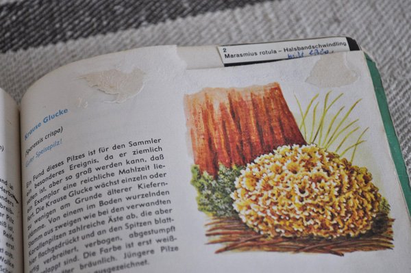 画像8: ドイツ・DDR(旧東ドイツ時代)きのこの本/Pilz kochbuch 1963