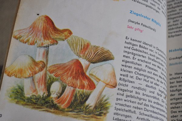 画像5: ドイツ・DDR(旧東ドイツ時代)きのこの本/Pilz kochbuch 1963