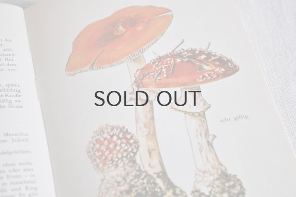 画像3: ドイツ・DDR（東ドイツ時代）ヴィンテージきのこ図鑑/Heimische Pilze1　1965年