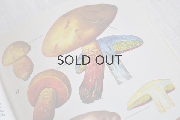 画像6: チェコ・ヴィンテージ きのこ図鑑/KAPESNÍ ATLAS HUB 1986年