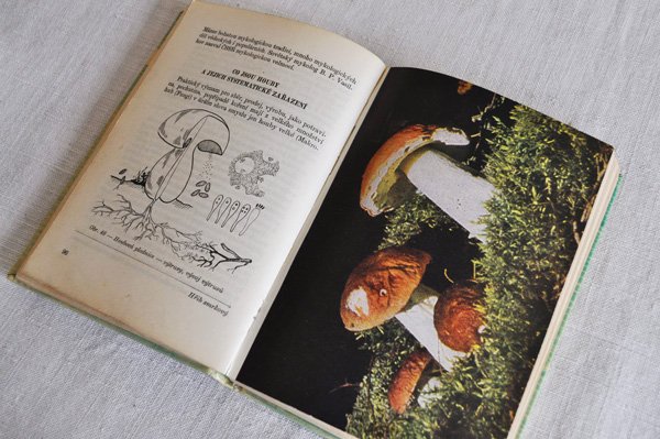 画像5: チェコ・きのことベリーの図鑑 Plody a houby 1965年