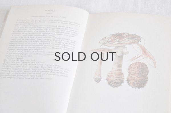 画像4: ドイツ・DDR（東ドイツ時代）ヴィンテージきのこ図鑑/Heimische Pilze1　1965年