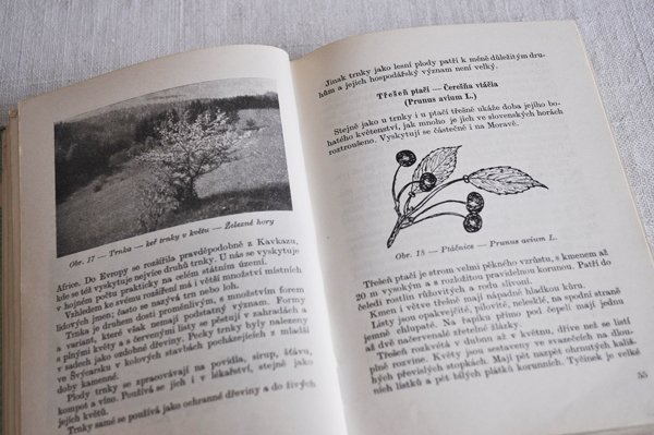 画像4: チェコ・きのことベリーの図鑑 Plody a houby 1965年