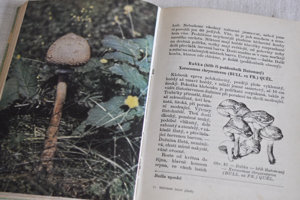画像8: チェコ・きのことベリーの図鑑 Plody a houby 1965年