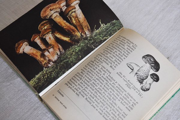 画像7: チェコ・きのことベリーの図鑑 Plody a houby 1965年