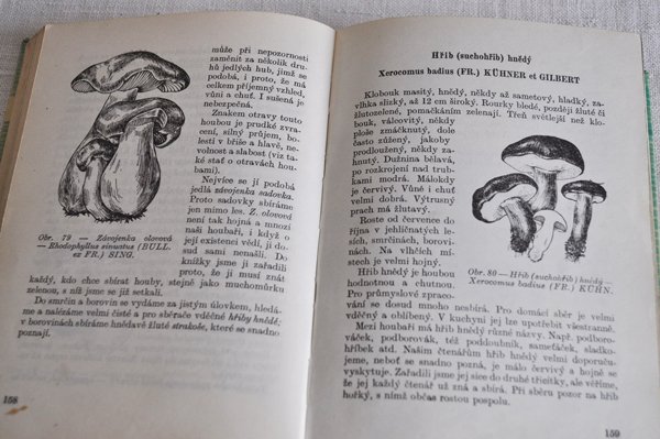 画像3: チェコ・きのことベリーの図鑑 Plody a houby 1965年