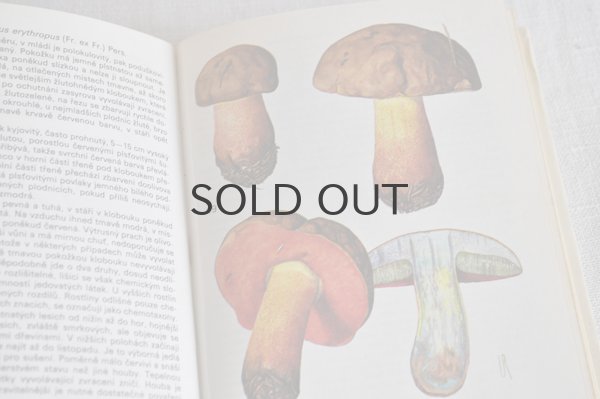 画像5: チェコ・ヴィンテージ きのこ図鑑/KAPESNÍ ATLAS HUB 1986年