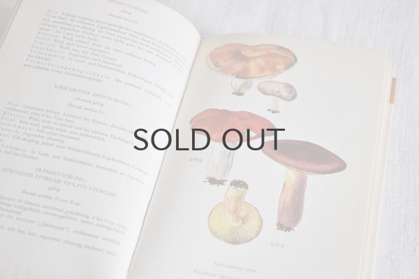 画像5: ドイツ・DDR（東ドイツ時代）ヴィンテージきのこ図鑑/Heimische Pilze1　1965年