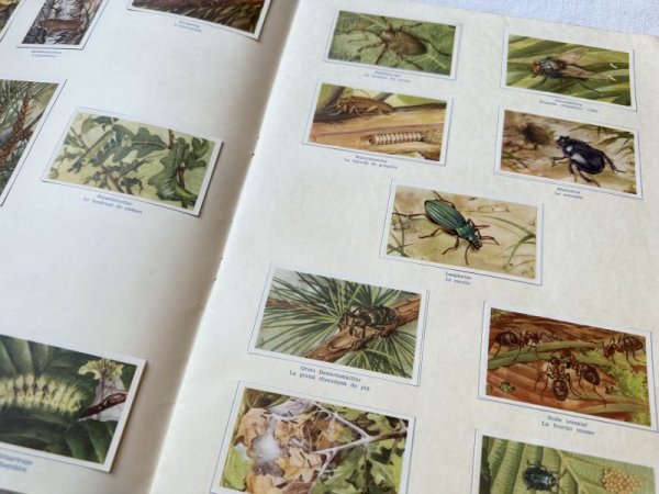 画像4: ベルギー・アンティーク クロモカードコレクションブック/1964年