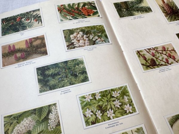 画像3: ベルギー・アンティーク クロモカードコレクションブック/1964年