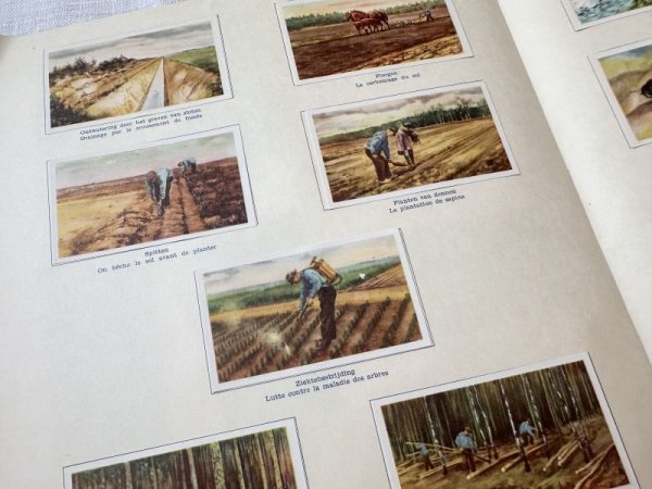 画像7: ベルギー・アンティーク クロモカードコレクションブック/1964年