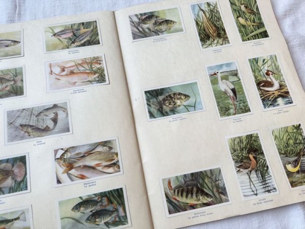 画像8: ベルギー・アンティーク クロモカードコレクションブック/1964年