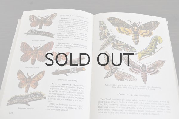 画像5: チェコ・古い昆虫図鑑 1973年