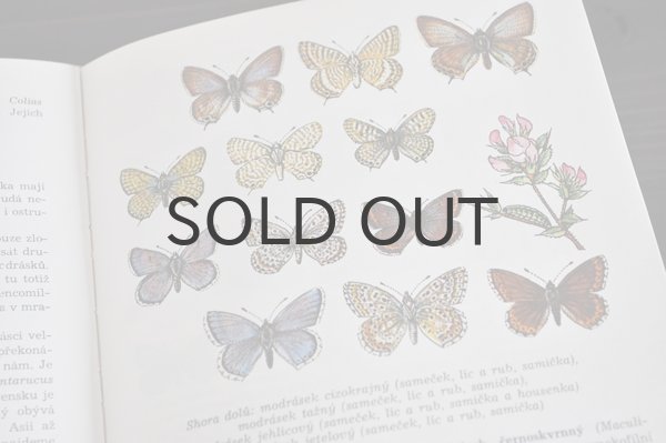 画像4: チェコ・古い昆虫図鑑 1973年