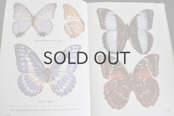 画像3: チェコ・古い昆虫図鑑 1973年