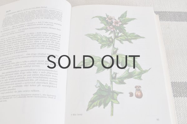 画像4: チェコ・Naše rostliny vlékařství　薬草花　1981