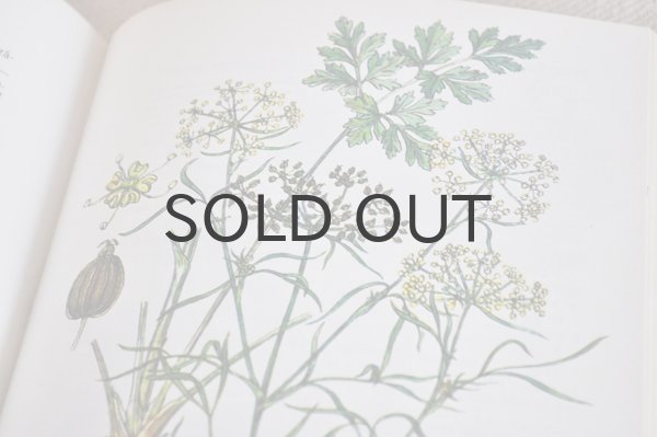 画像8: チェコ・Naše rostliny vlékařství　薬草花　1981