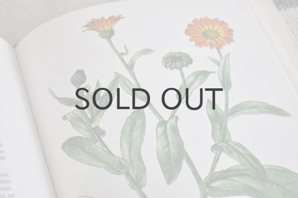 画像5: チェコ・Naše rostliny vlékařství　薬草花　1981