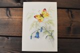 画像: チェコ・ヴィンテージポストカード/未使用/蝶と花