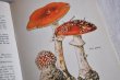 画像3: ドイツ・DDR（東ドイツ時代）ヴィンテージきのこ図鑑/Heimische Pilze1　1965年