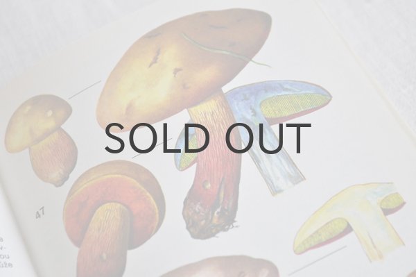 画像6: チェコ・ヴィンテージ きのこ図鑑/KAPESNÍ ATLAS HUB 1986年