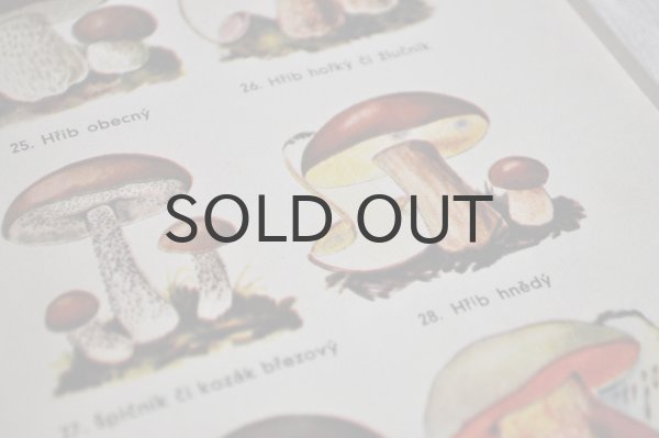 画像5: チェコ・きのこ図鑑 Jedlá nebo jedovalá　1940年