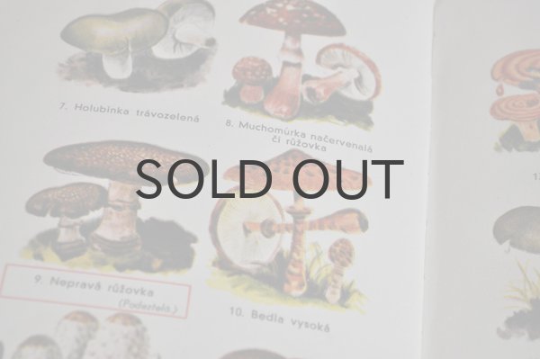 画像4: チェコ・きのこ図鑑 Jedlá nebo jedovalá　1940年