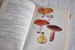 画像5: ドイツ・DDR（東ドイツ時代）ヴィンテージきのこ図鑑/Heimische Pilze1　1965年