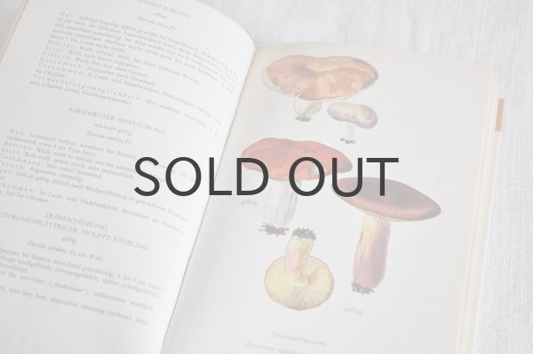 画像5: ドイツ・DDR（東ドイツ時代）ヴィンテージきのこ図鑑/Heimische Pilze1　1965年