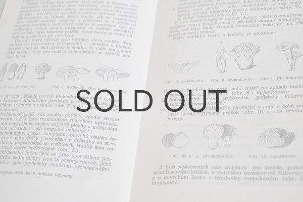 画像3: チェコ・きのこ図鑑 Jedlá nebo jedovalá　1940年