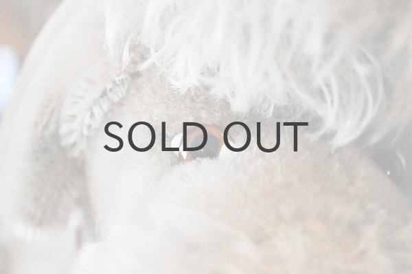 画像5: ドイツ・ヴィンテージ プードルのぬいぐるみ/グレージュ