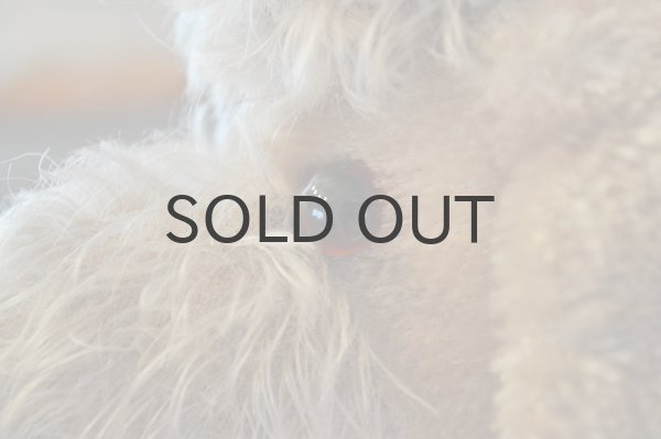 画像6: ドイツ・ヴィンテージ プードルのぬいぐるみ/シルバーベージュ